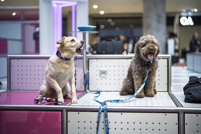 Uczestnicy Targów PupiLove w Pasażu Grunwaldzkim