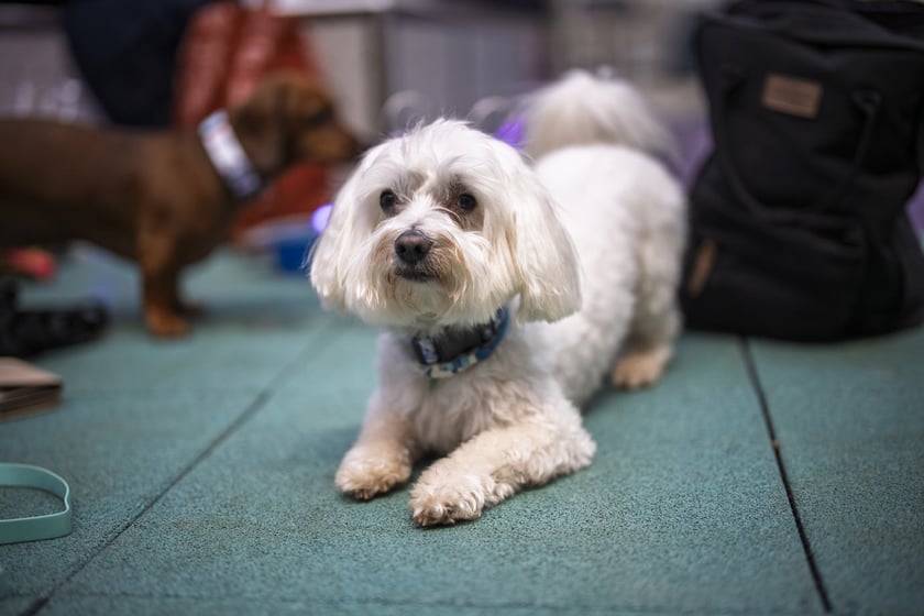 Uczestnicy Targów PupiLove w Pasażu Grunwaldzkim