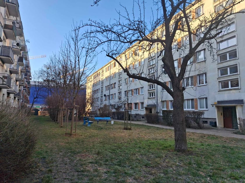 Jeden z zieleńc&oacute;w przed metamorfozą