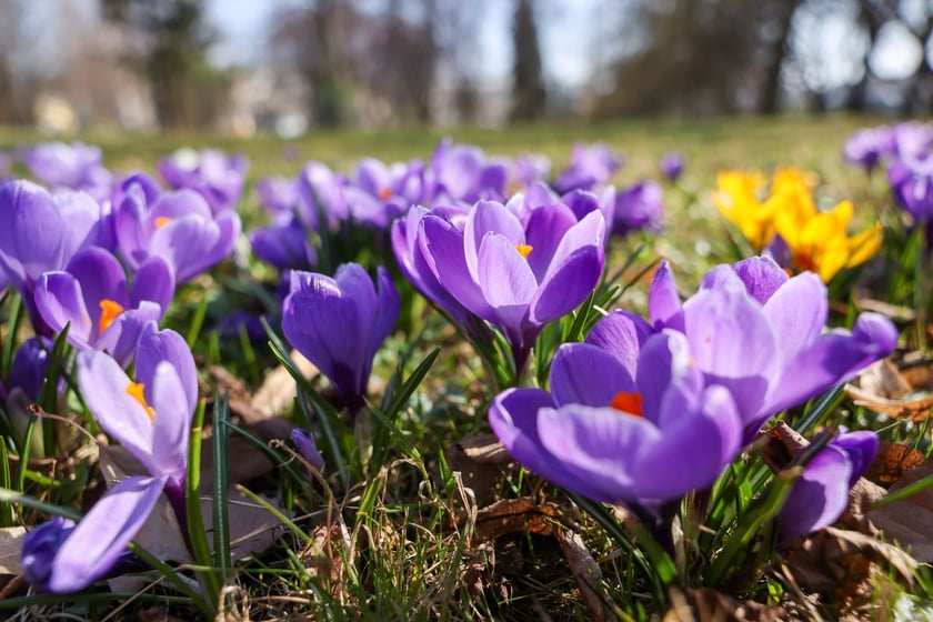 Krokusy w Parku Południowym