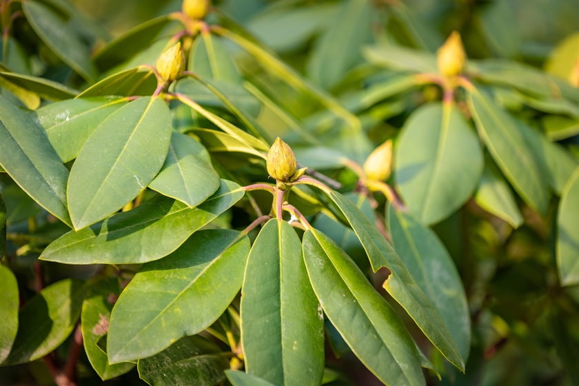 Ogr&oacute;d Botaniczny się zazielenia