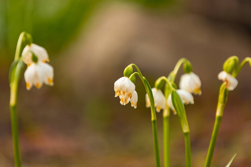 Ogr&oacute;d Botaniczny się zazielenia