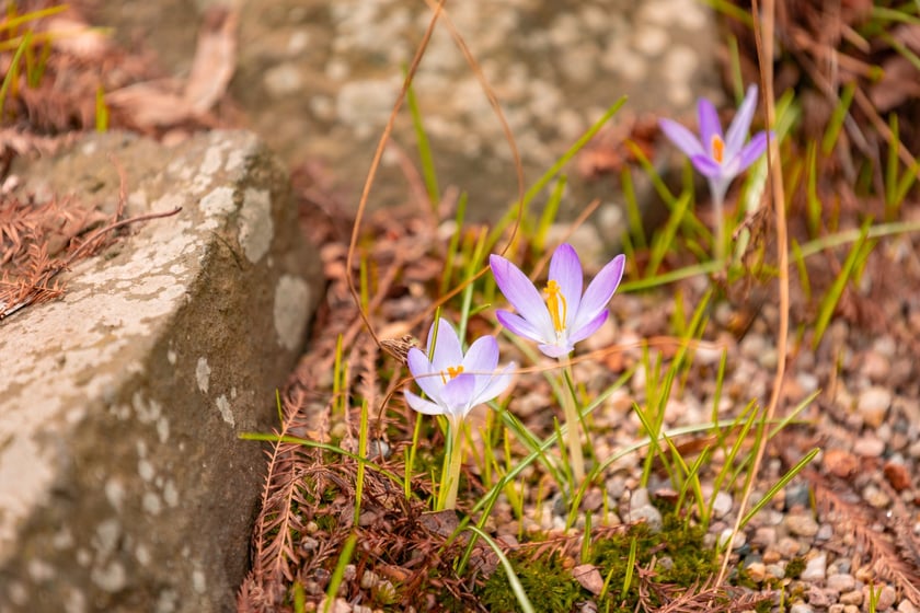 Ogr&oacute;d Botaniczny się zazielenia