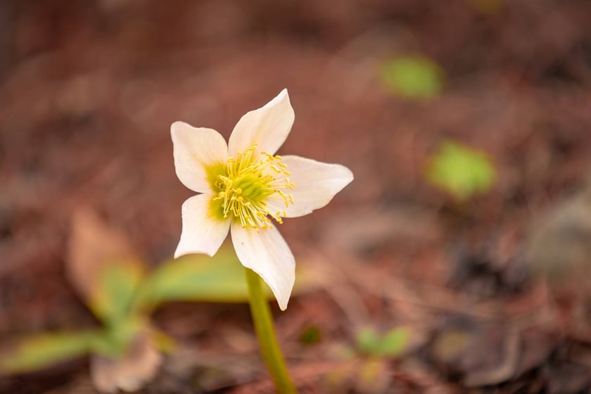 Ogr&oacute;d Botaniczny się zazielenia