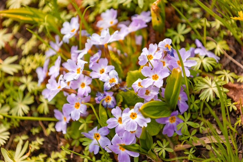 Ogr&oacute;d Botaniczny się zazielenia