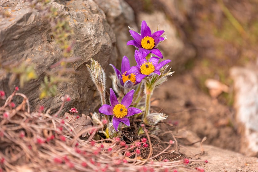 Ogr&oacute;d Botaniczny się zazielenia