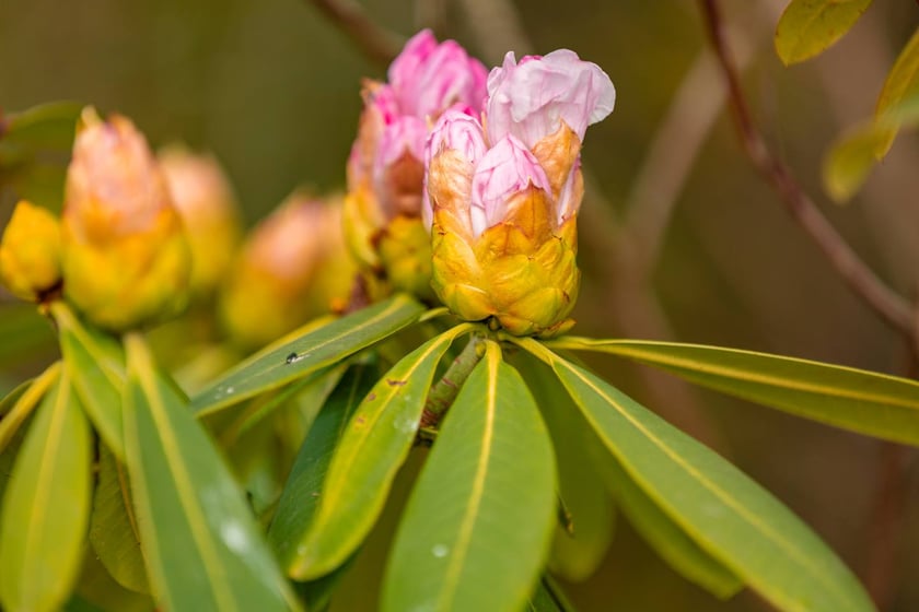 Ogr&oacute;d Botaniczny się zazielenia