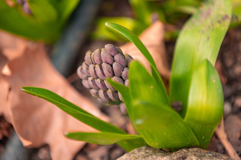 Ogr&oacute;d Botaniczny się zazielenia