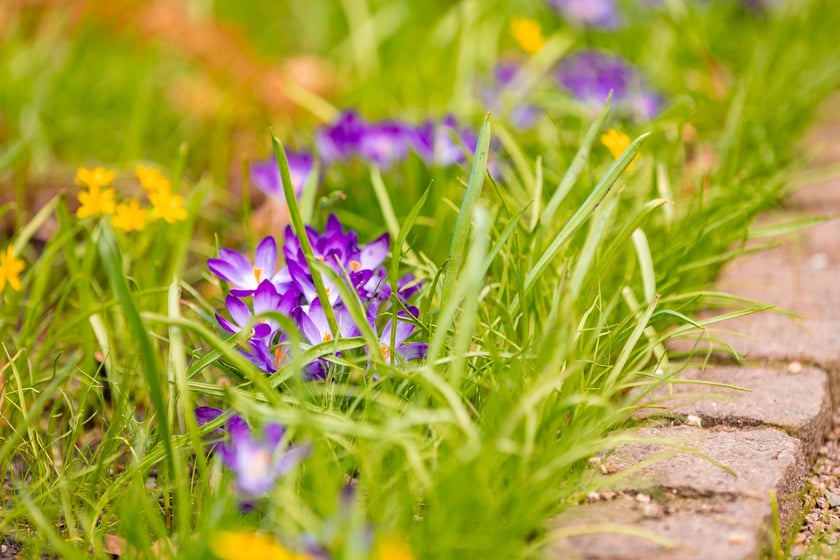 Ogr&oacute;d Botaniczny się zazielenia