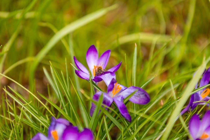 Ogr&oacute;d Botaniczny się zazielenia
