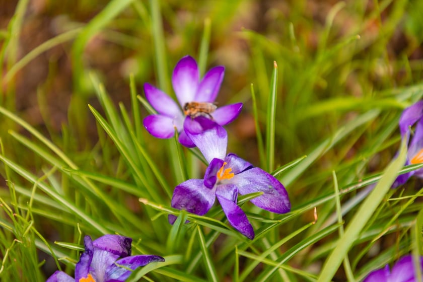 Ogr&oacute;d Botaniczny się zazielenia