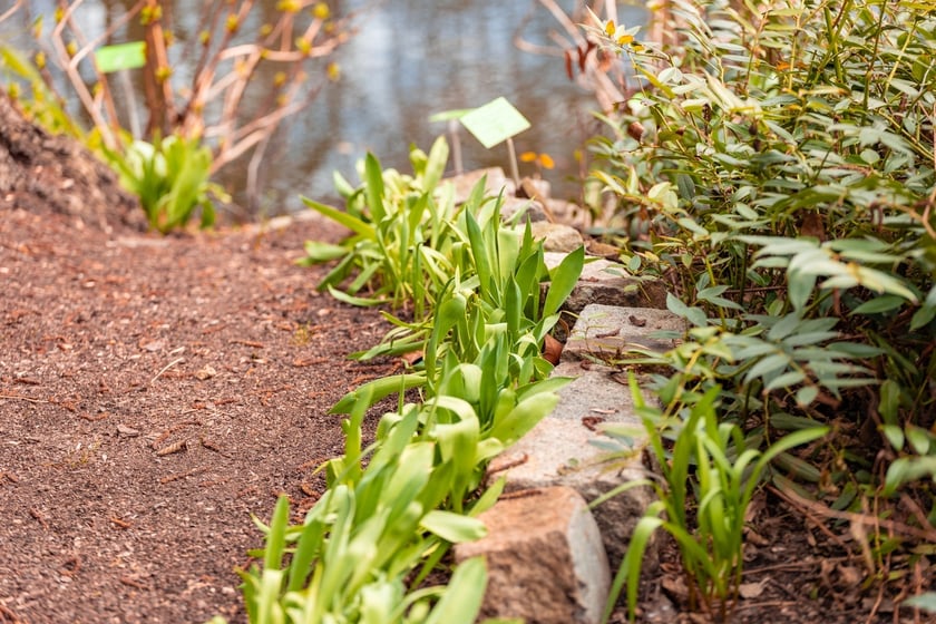 Ogr&oacute;d Botaniczny się zazielenia