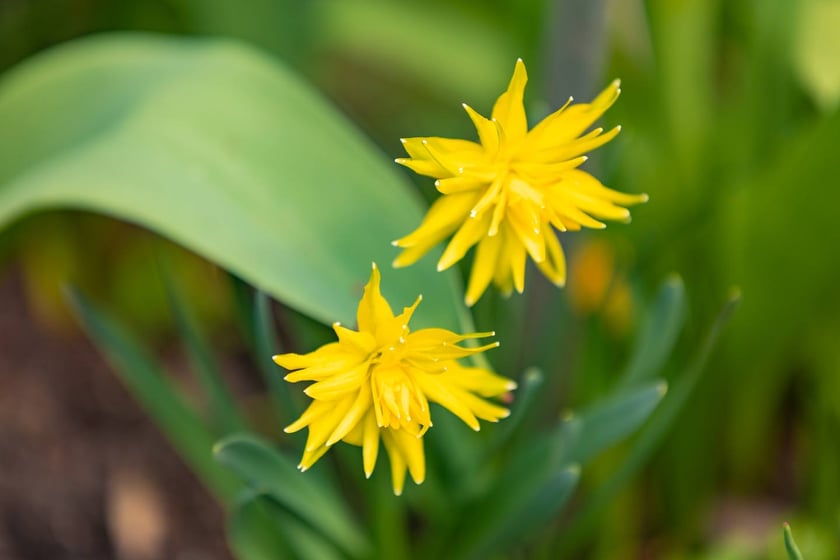 Ogr&oacute;d Botaniczny się zazielenia