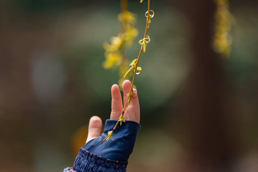 Ogr&oacute;d Botaniczny się zazielenia