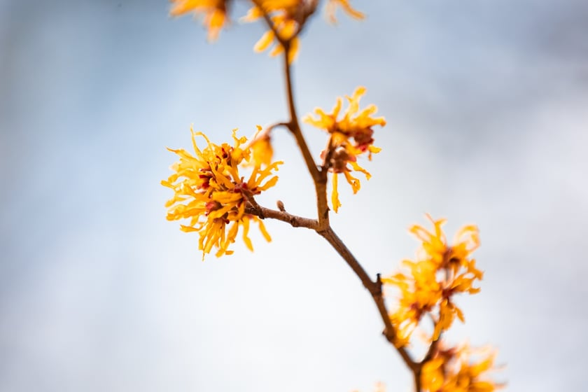 Ogr&oacute;d Botaniczny się zazielenia