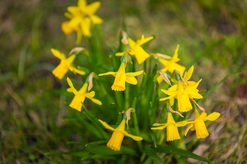 Ogr&oacute;d Botaniczny się zazielenia