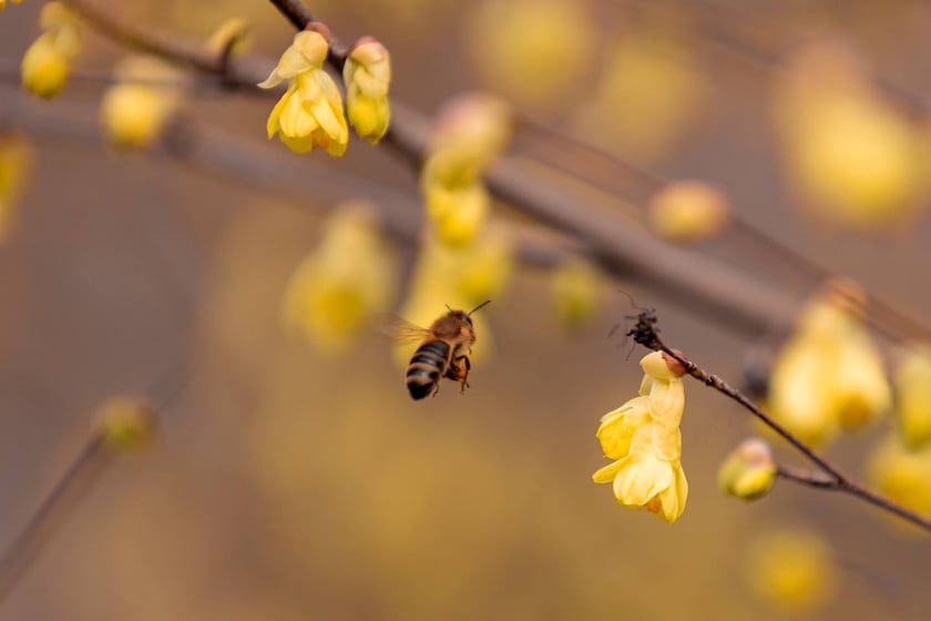 Ogr&oacute;d Botaniczny się zazielenia