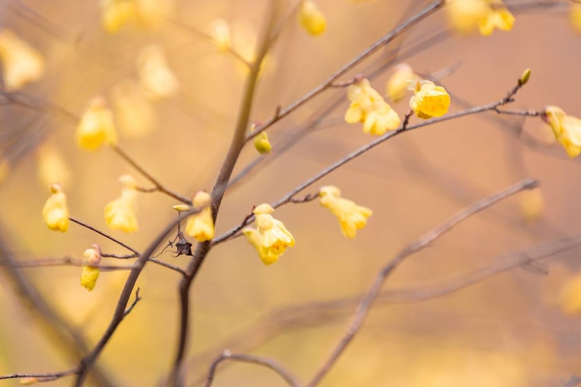 Ogr&oacute;d Botaniczny się zazielenia