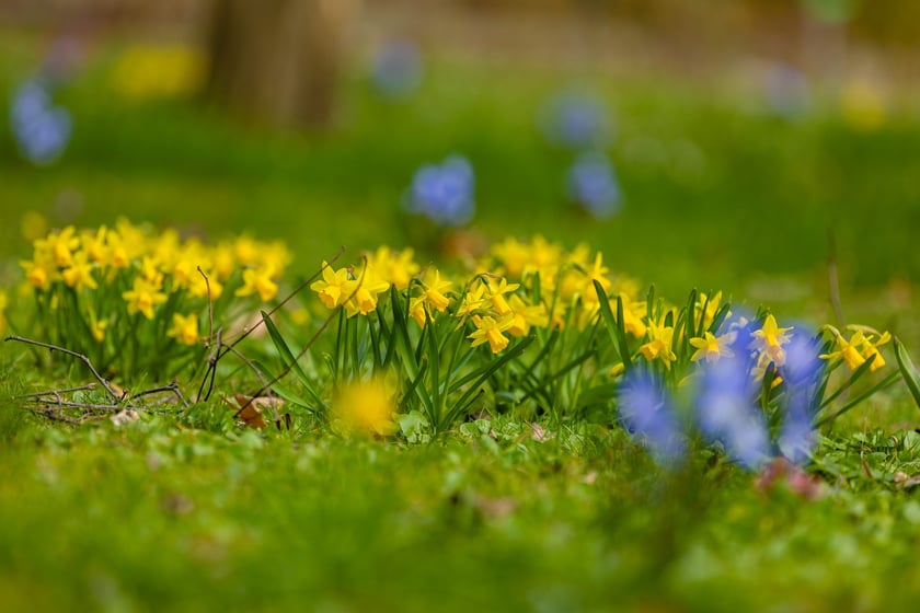 Ogr&oacute;d Botaniczny się zazielenia