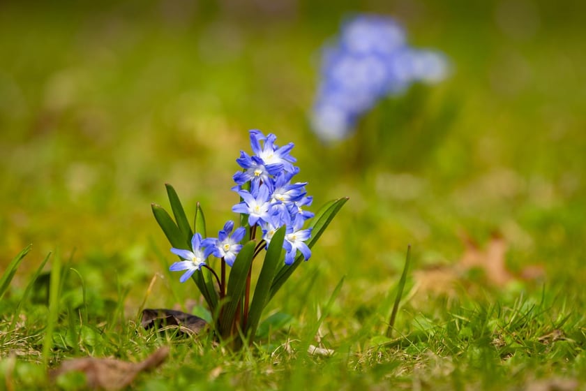 Ogr&oacute;d Botaniczny się zazielenia