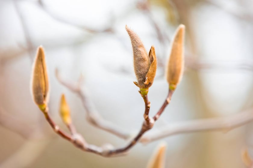 Ogr&oacute;d Botaniczny się zazielenia