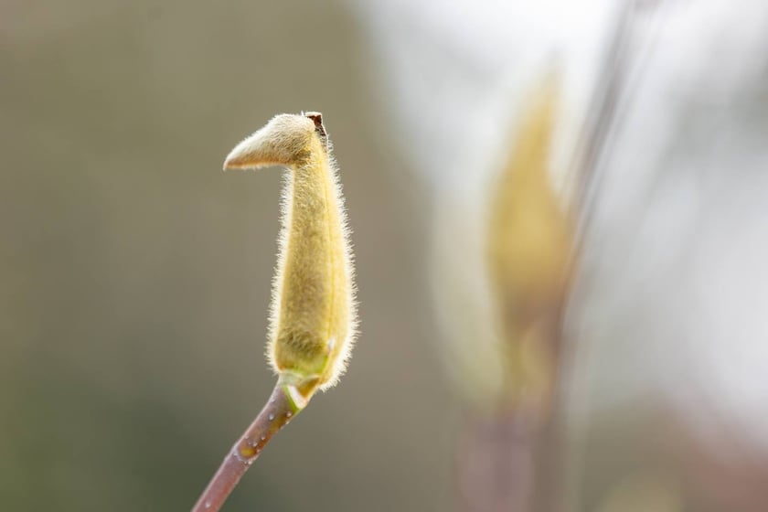 Ogr&oacute;d Botaniczny się zazielenia