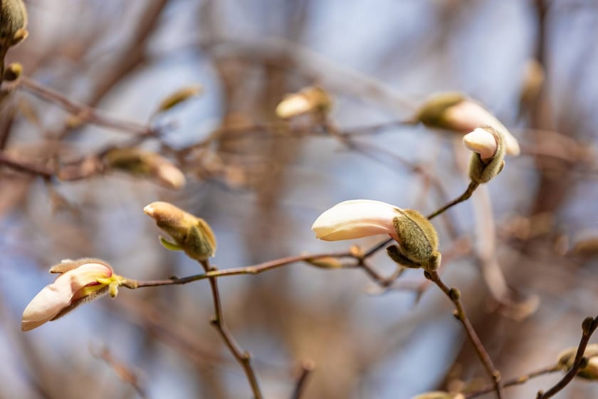Ogr&oacute;d Botaniczny się zazielenia