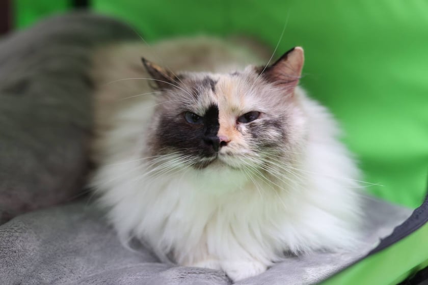 Pokaz Kotów Rasowych we Wrocławiu