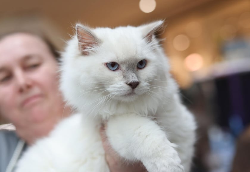 Pokaz Kotów Rasowych we Wrocławiu