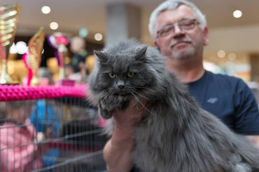 Pokaz Kotów Rasowych we Wrocławiu