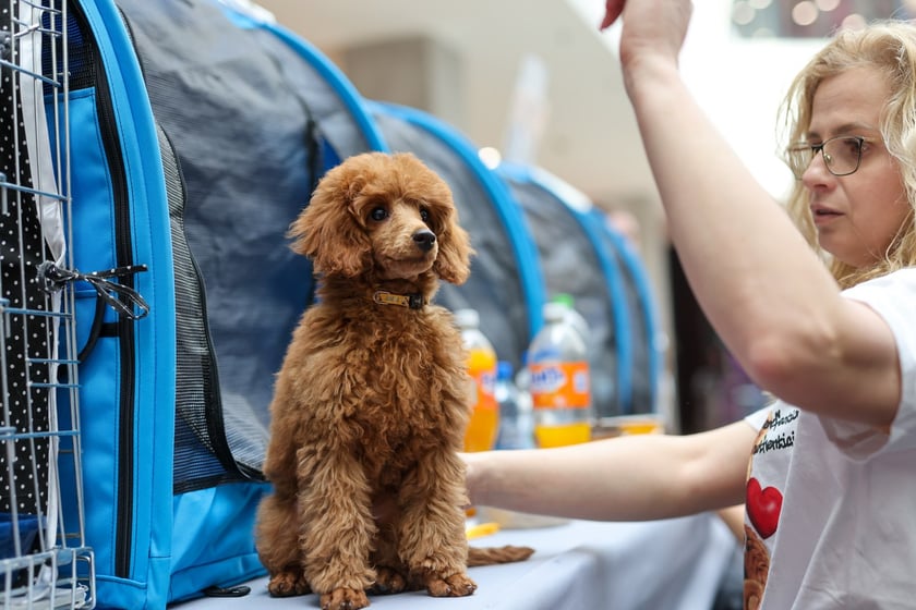 Pokaz Kotów Rasowych we Wrocławiu