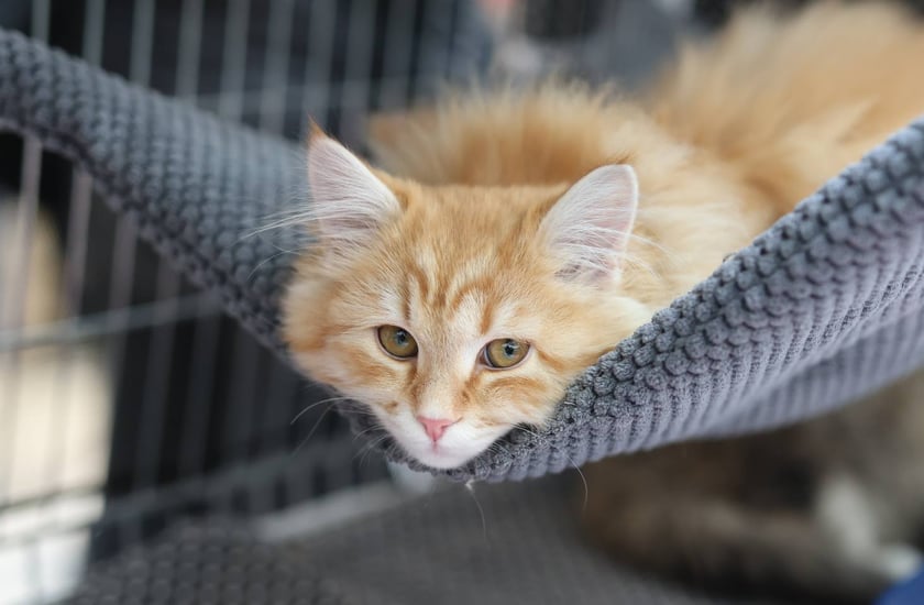 Pokaz Kotów Rasowych we Wrocławiu