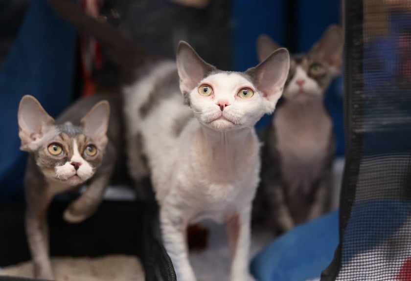 Pokaz Kotów Rasowych we Wrocławiu