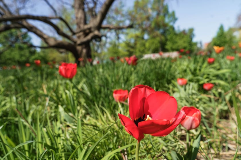 Tulipany