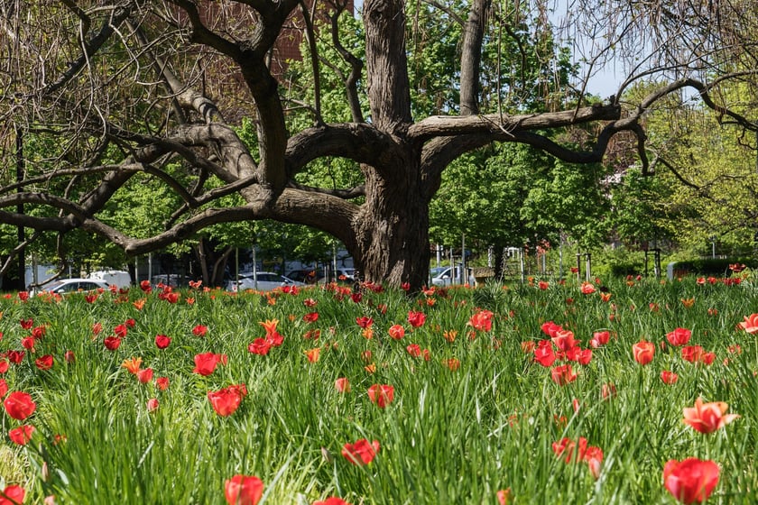 Tulipany na skwerze