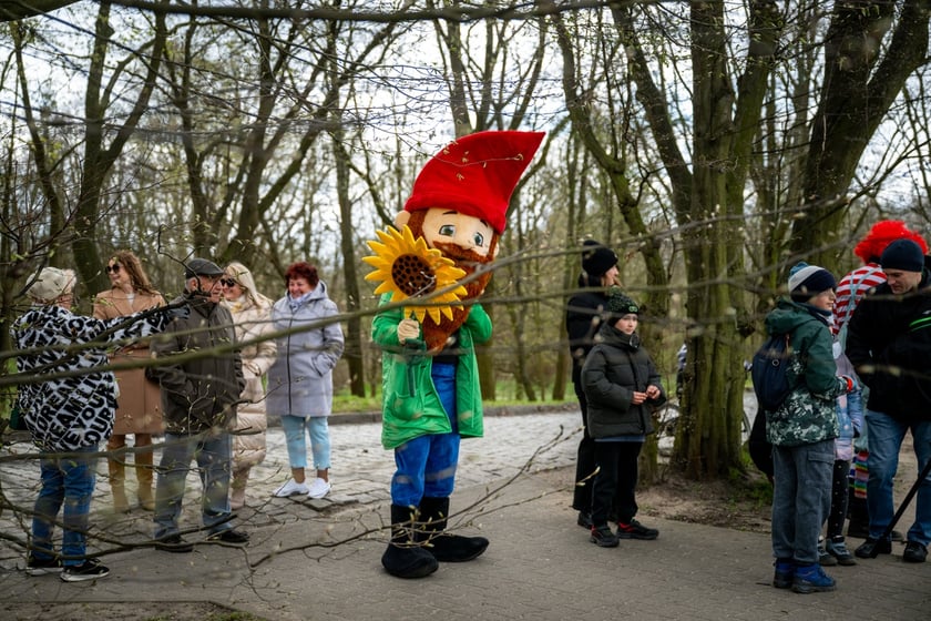 Odsłonięcie figurki krasnala Raciworka przy Kładce Złotnickiej