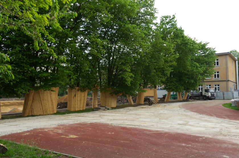 Rozbudowa niepublicznej szkoły przy Pautscha. Szpaler drzew zabezpieczony deskami.