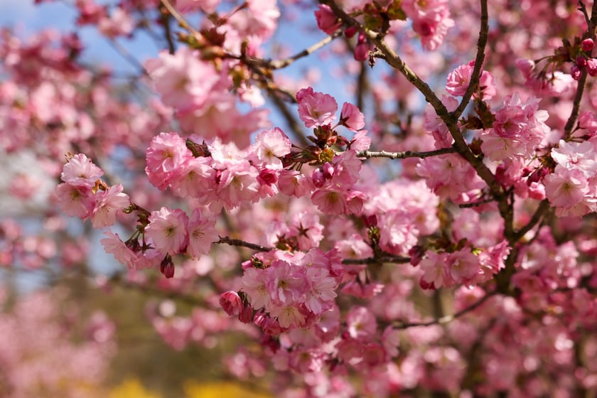 Wiśniowy sad we Wrocławiu. Zobaczcie, gdzie pospacerować pod kwitnącymi drzewami