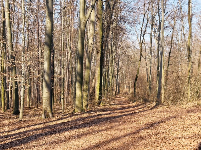 Starodrzew w Lesie Bukowym