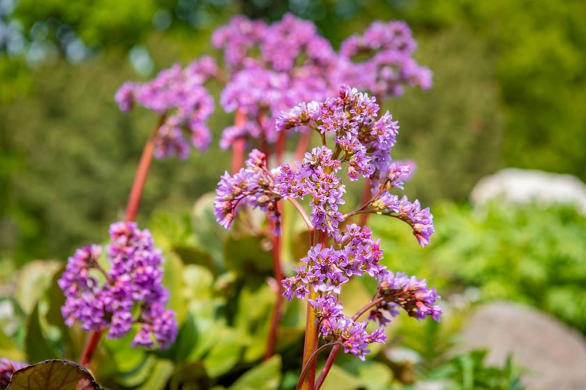 W Ogrodzie Botanicznym UWr 21 kwietnia 2025 roku