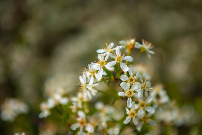 W Ogrodzie Botanicznym UWr 21 kwietnia 2025 roku