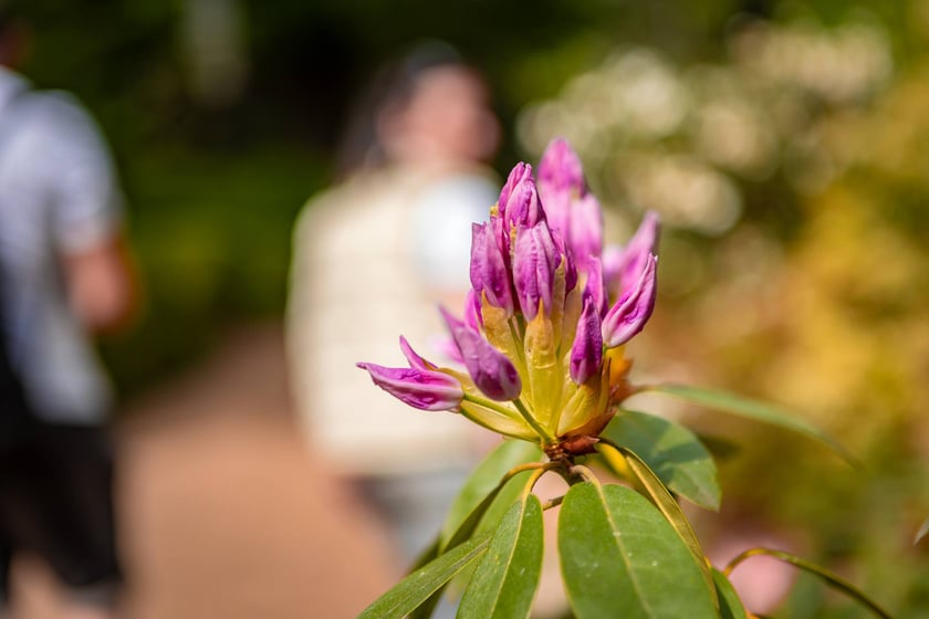 W Ogrodzie Botanicznym UWr 21 kwietnia 2025 roku