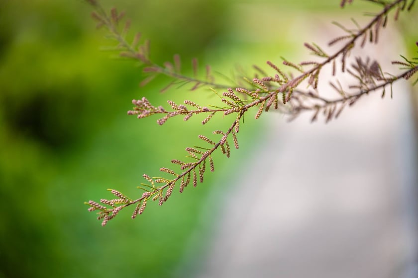W Ogrodzie Botanicznym UWr 21 kwietnia 2025 roku