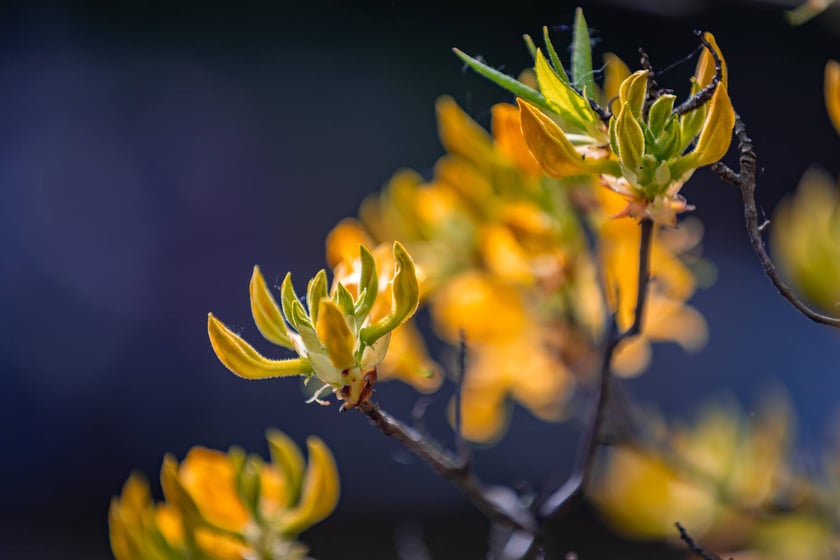 W Ogrodzie Botanicznym UWr 21 kwietnia 2025 roku