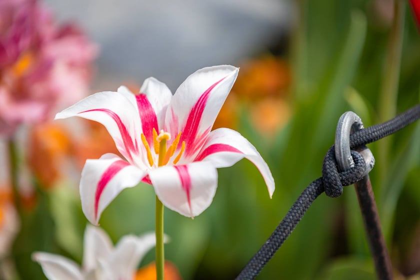 W Ogrodzie Botanicznym UWr 21 kwietnia 2025 roku