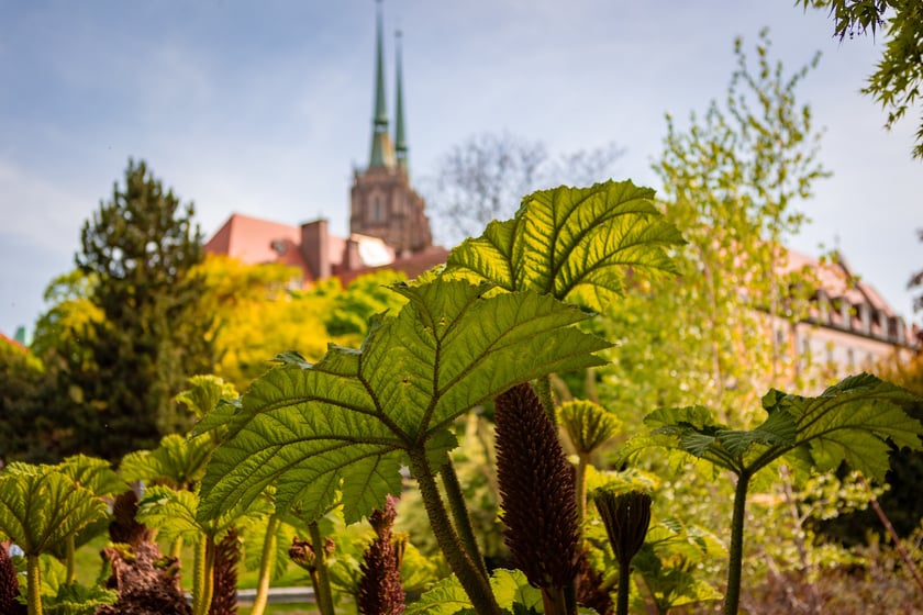 W Ogrodzie Botanicznym UWr 21 kwietnia 2025 roku