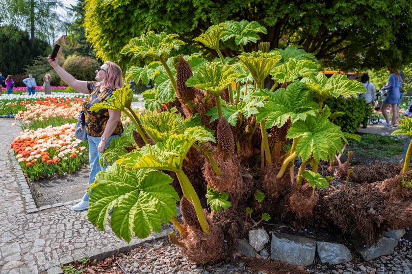 W Ogrodzie Botanicznym UWr 21 kwietnia 2025 roku
