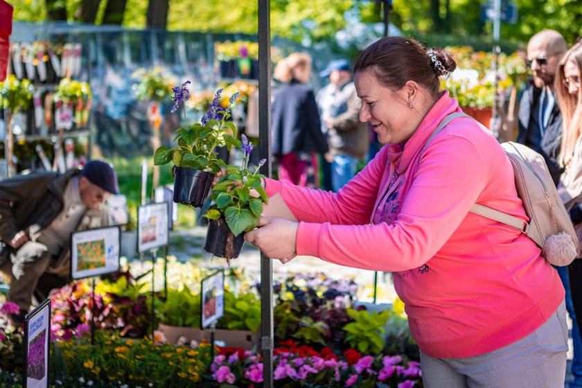 Kiermasz ogrodniczy na Partynicach - 26.04.2025
