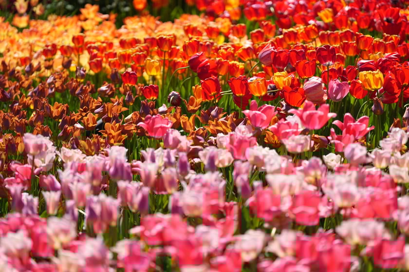 Festiwal tulipanów w Ogrodzie Botanicznym - 26.04.2025