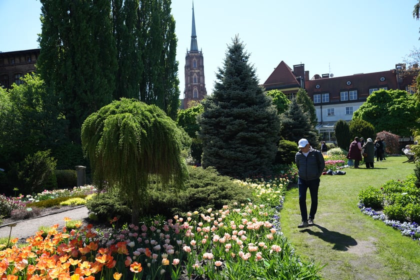 Festiwal tulipanów w Ogrodzie Botanicznym - 26.04.2025
